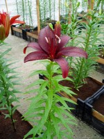 [1607 Dimension No02.JPG]